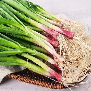 귀하디 귀한 해풍 맞은 비진도 노지 풋마늘 1kg