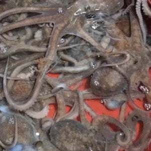 살아서 도착하는 서해안 자연산 뻘낙지 산낙지 산소 포장 3미 (세발낙지)