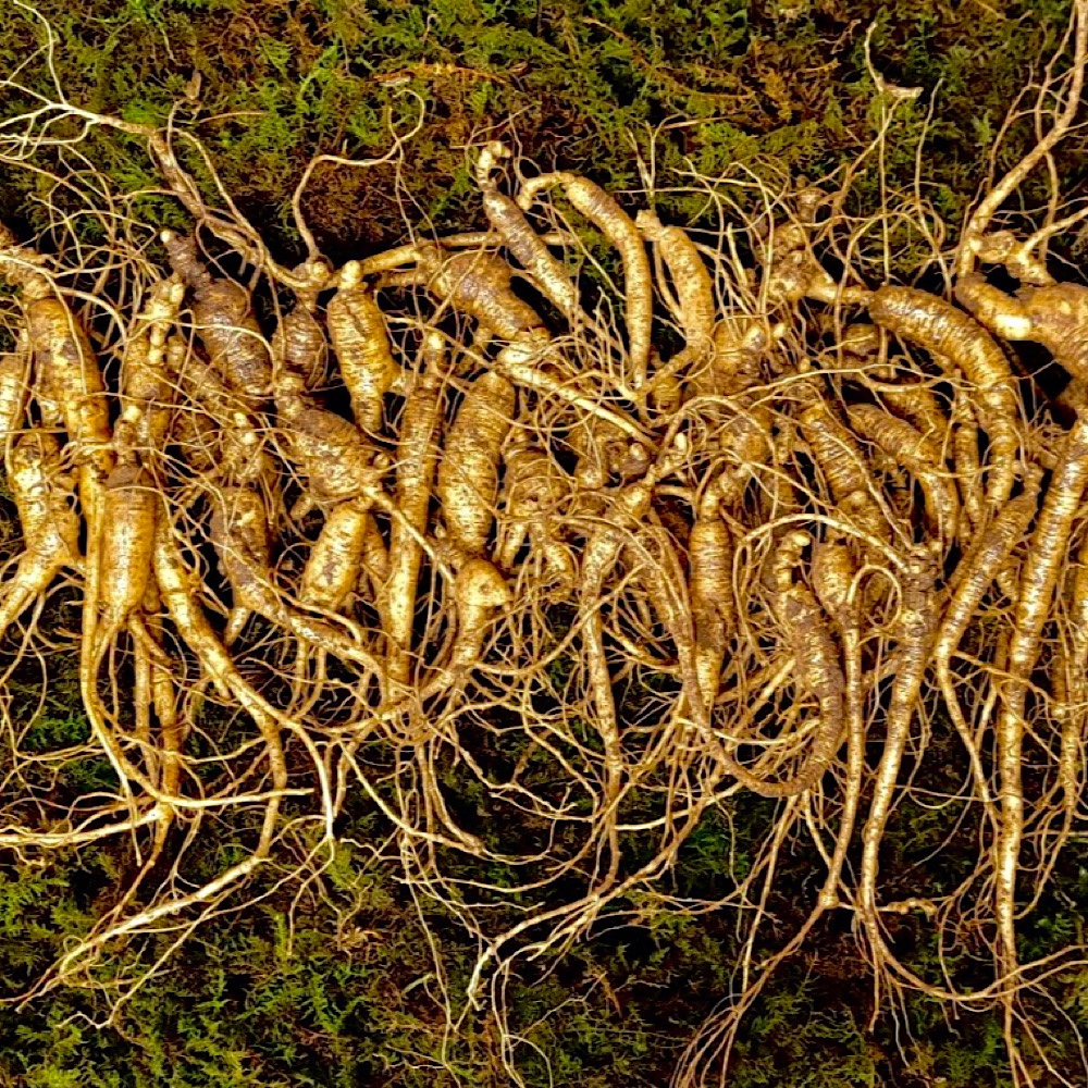 장뇌삼 <b>산양삼</b> <b>산양</b><b>산삼</b> <b>산삼</b> 10년근 파삼 100g 총 10 50뿌리 내외 도담