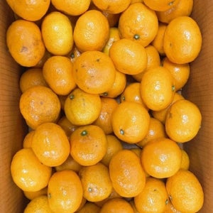 [온누리상품] [재구매율1위] 당도선별 제주 감귤 2kg 5kg 10kg 최상품 특품