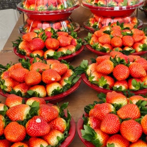 [남도 딸기마을 벌교] 두자매 스토리가 담긴 설향🍓, (전설의 벌교)자매의 딸기밭