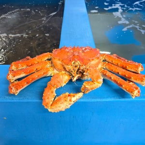 킹크랩의 왕 러시아 레드 킹크랩 2.5kg (1미)