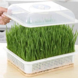 새싹 재배기 홈가드닝 식물 재배용 채소 디스플레이 통 WFL144V
