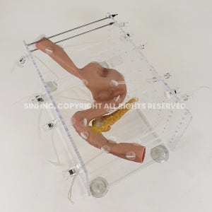 [국내개발, 국내생산] ERCP 트레이너