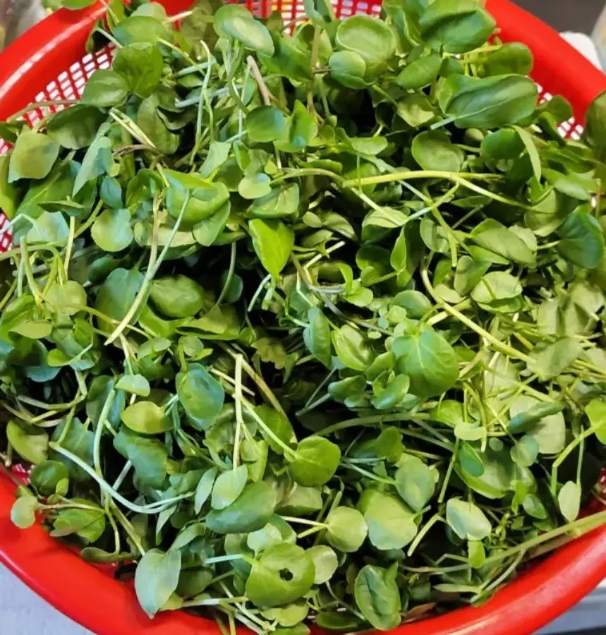 크레숑 300g <b>물냉이</b>, 워터크레스 (300g x 2)