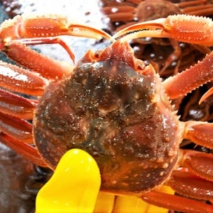 구룡포 대게 3마리(생물,자숙)