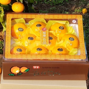 [설예약할인] 제주의맛 천혜향(특대과)오감만족 명절과일, 톡톡아일랜드