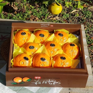 [설예약할인]제주의맛 레드향(선물용특대)오감만족 상큼함, 톡톡아일랜드