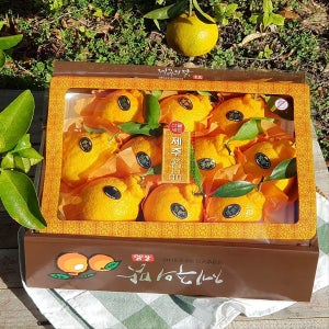 [설예약할인] 제주의맛 한라봉(선물용특대) 제철과일선물, 톡톡아일랜드