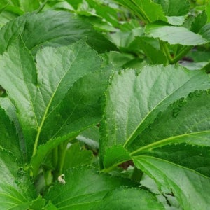 유기농 신선초 1kg