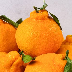 탐스러운 제주 한라봉 3kg(8~12입)