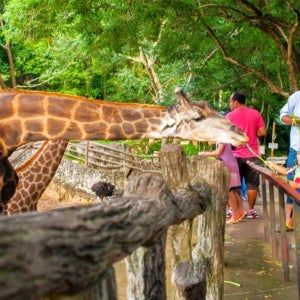 태국 방콕 출발 파타야 카오키여우 오픈 주 단독 투어 (한국어 가이드)