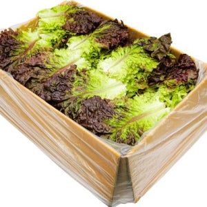 국내산 특품 꽃상추 한박스 2kg 적상추 쌈채소 쌜러드야채 가락시장 당일새벽경매