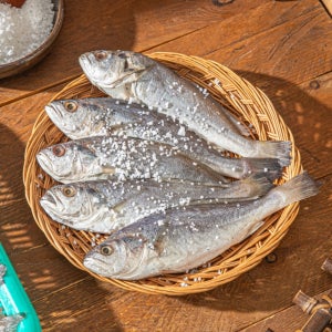 [무료배송] 법성포에서 말린 반건조 민어조기