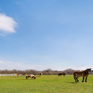 제주도 3일#ESG#삼도투어#대한항공#노팁노옵션#3성급호텔#우도+마라도