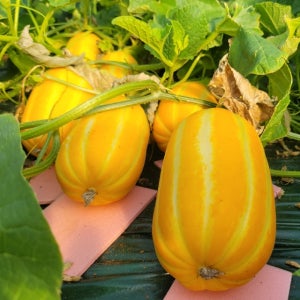 한겨울에 즐기는 아삭함! 성주 겨울참외!