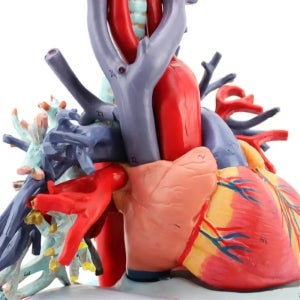 호흡기관 해부학공부용 심장 혜 장기모형 교구장난감 생활과학교실 조별실험 과탐실