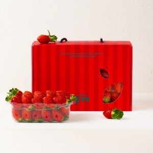 프리미엄 죽향딸기 선물세트 1kg (500g 2팩 / 특품)