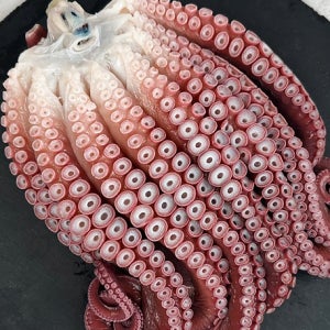 주문진 동해안 피문어(대문어) 1kg