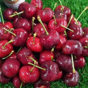 ★한정 수량★ 직수입! 칠레산 생체리