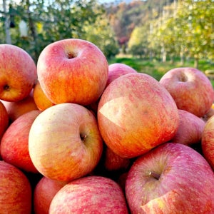 [밋앤밀] 영주 뜬바우골 산지직송 선별 정품 부사 사과 5kg 중과(17-19과)