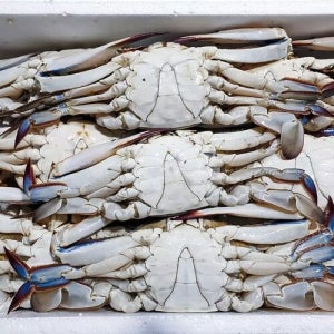 국내산 연평도 제철 숫꽃게 신선한 활꽃게 급속냉동 1kg