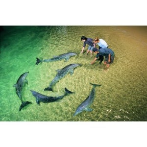 시드니 + 브리즈번/골드코스트 6일/7일 탕갈루마 야생돌고래피딩 헬기투어