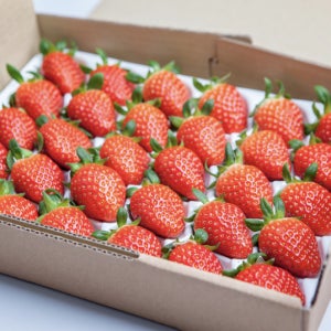 GAP 진정한 딸기맛 설향 딸기 800g (20~35입)