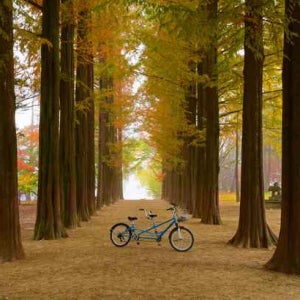 춘천/가평 1일 # 패키지투어 # 남이섬 # 더스테이힐링파크 # 두물머리 # 닭갈비