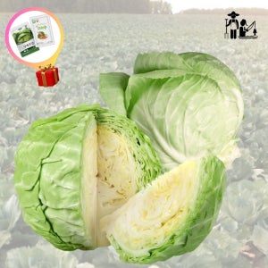 제주양배추 산지발송 당일수확 달큰한 유기농 2kg