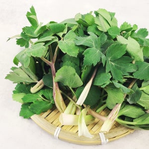 갓 수확해 싱싱한 노지 방풍나물 500g