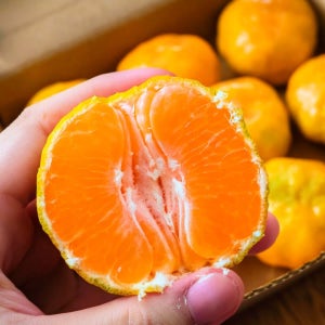 10kg초특가! 제주직송 새콤달콤 타이벡 농법 감귤