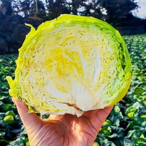 달콤아삭한 제주 과일 미니양배추 9,900원!!