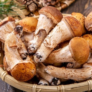 [20kg 한정수량] 쫄깃쫄깃! 향긋한 참송이버섯