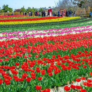 KTX 신안 임자도 튤립축제+증도+섬티아고 12사도길 1박2일 목포 신안비치호텔 숙박[4월17일 ,18일]