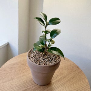 동백나무 소형 동백 꽃 화분 키우기 이태리토분 개업, 숲속SOOPSOK