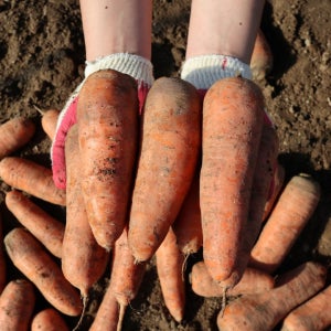 아삭한 경남 하우스 햇 당근 3kg