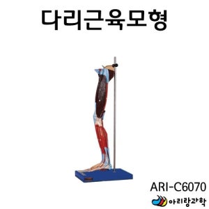 재활의학과 근육 구조 학습용 다리 모형 과학체험 과학실험 생물