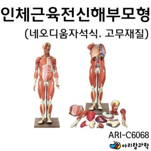 의대 해부학 실습 자석식 인체 근육 전신 모형 과학수업 탐구심