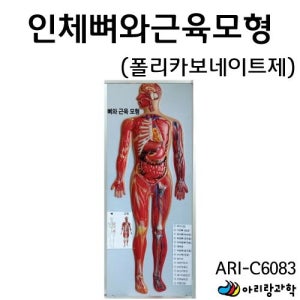 고교 생명과학 골격 계통 인체 뼈와 근육 모형 실험교구 수업용