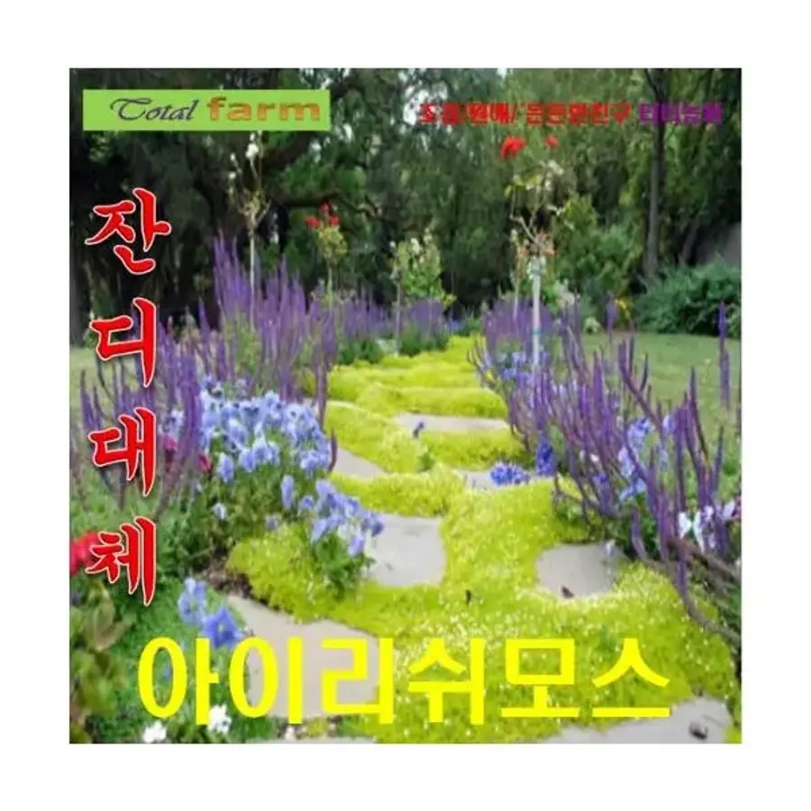 (잔디대체 씨앗) <b>아이리쉬</b><b>모스</b> 2000립 약3평