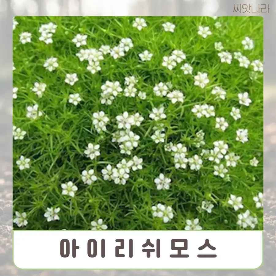 (잔디대체 씨앗) <b>아이리쉬</b><b>모스</b> (Irish Moss) 50립
