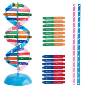 이중나선 DNA모형만들기 키트 사이언스키트 실험과학