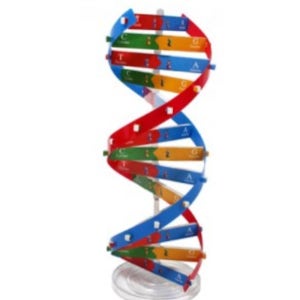 교육용 DNA모형만들기 과학실험키트 과학교구 중학생