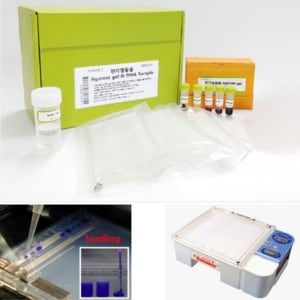 DNA 전기영동실험 과학교구 사이언스키트 초등 중학생