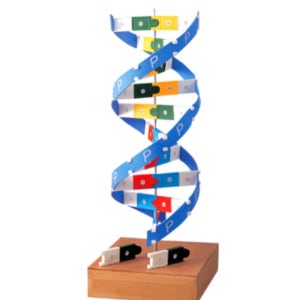 중고등학교 DNA모형만들기 과학교구 초등 실험실