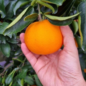 [배송비 0원] 새콤달콤 과즙 가득! 제주 천혜향