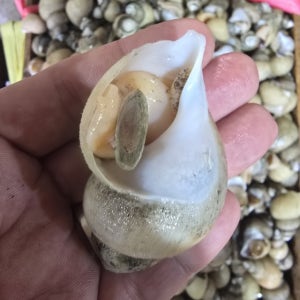 청정해역 독도에서 자란 쫄깃한 흑고동