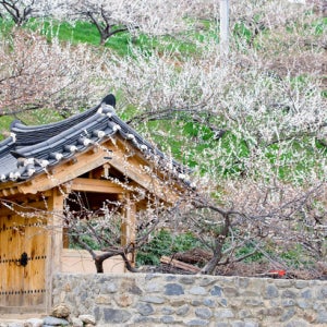 광양/구례 1일 #봄꽃여행 #섬진매화마을 #광양매화축제 #구례산수유마을