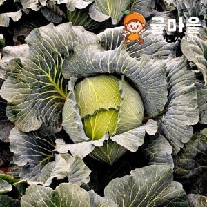 귤마을 제주 양배추 1통 약 2-3kg